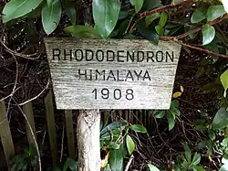 Infotafel beim Rhododendron