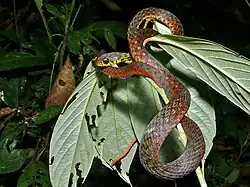 Gefleckte Wassernatter (Rhabdophis chrysargos)