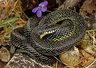 Gesprenkelte Kettennatter (Lampropeltis holbrooki)