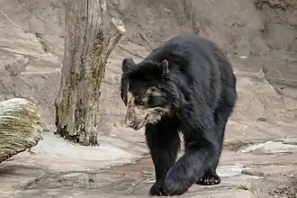 Brillenbär (Tremarctos ornatus)