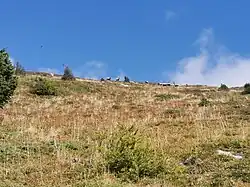 Herde von Gämsen am Speikkogel