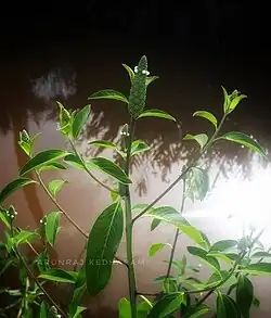 Sphenoclea zeylanica (junge Blätter und Sprossen)