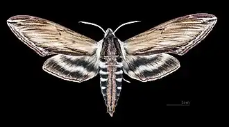 Männlich Dorsalansicht