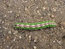 Verpuppungsbereite Raupe von oben