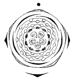 Blütendiagramm von Spiraea hypericifolia