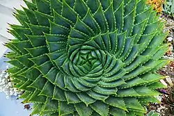 Spiral-Aloe