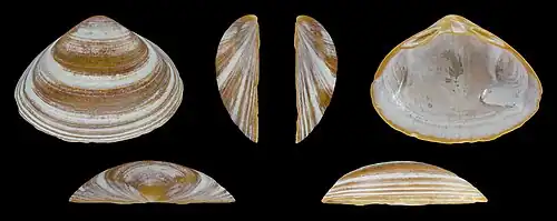 Braune Form Rechte Klappe