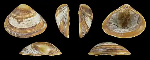 Braune Form Linke Klappe