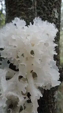 S. epigloea in Laos, auf Totholz