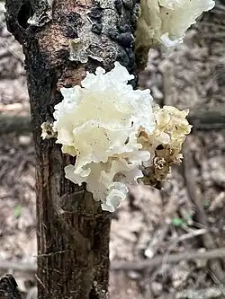 S. epigloea in den USA