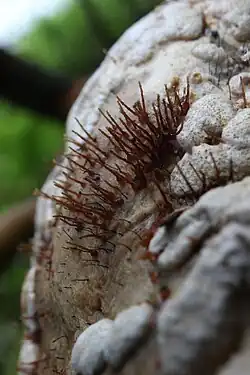 Sporothrix polyporicola in den USA