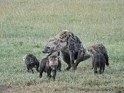 Tüpfelhyäne mit Jungtieren