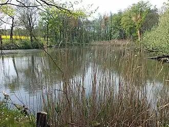 Stachelnußteich, der kleinste der Teiche