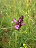 Heil-Ziest (Stachys officinalis)