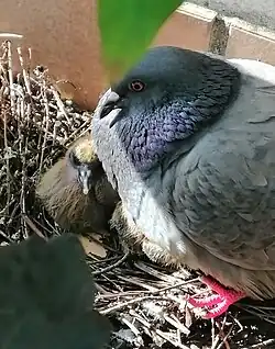 Stadttaube beim Brüten mit Babys