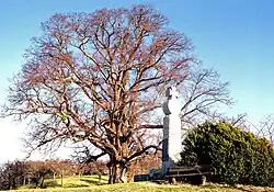 Linde und Kriegerdenkmal