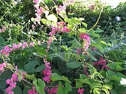 Antigonon leptopus (Knollen, Blätter und Blüten)