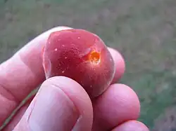 Tropische Aprikose, Ketcot (Dovyalis abyssinica × Dovyalis hebecarpa)