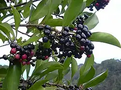 Ardisia elliptica