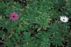 Osteospermum fruticosum