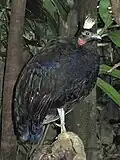 Kongopfau (Afropavo congensis)