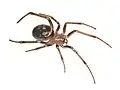 Weibchen der Großen Fettspinne (Steatoda grossa)