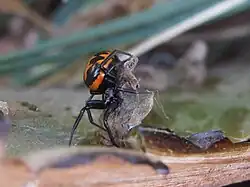 Lateralsicht eines Weibchens