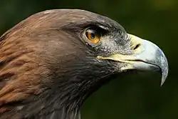 Blick auf die Ohrdecken eines Steinadlers