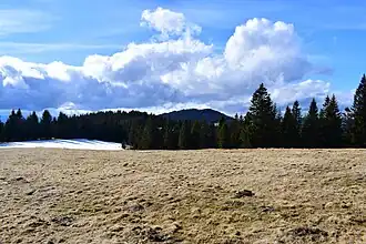 Weide am höchsten Punkt der Turneralm i. e. S., im Hintergrund nordwestlich der Steinplan.