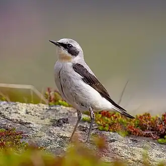 Steinschmätzer (Wheatear)