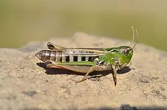 Schwarzfleckiger Heidegrashüpfer