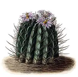 Stenocactus coptonogonus