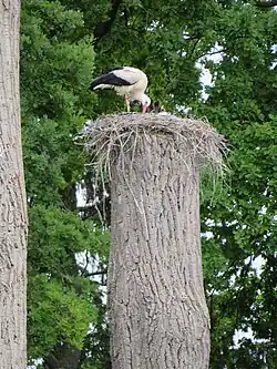 Storchennest auf einem Baumstamm