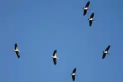 Gemeinsamer Zug von Schwarzstörchen mit Weißstörchen