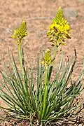 Bulbine narcissifolia