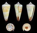 Conus generalis