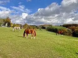 Pferdeweide in Strucksfeld
