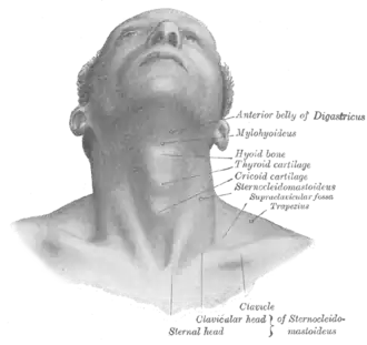 Die Mm. sternocleiodmastoideii konvergieren zum Schlüsselbein/Brustbein.