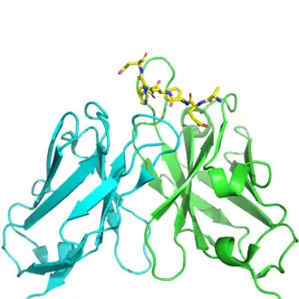 Struktur von AduFab mit gebundenem Aβ1-11-Peptid