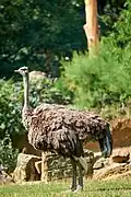 Afrikanischer Strauß