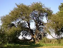 Holzapfel (Malus sylvestris)