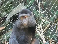 Stuhlmanns Diademmeerkatze