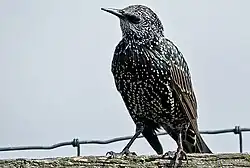 Star (Sturnus vulgaris) im Schlichtkleid