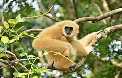 Weißhandgibbon