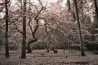 Waldbeerenberg mit Hexenbuche