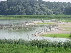 Der Kühlteich der Zuckerfabrik bildete ein Biotop für verschiedenste Zugvögel.