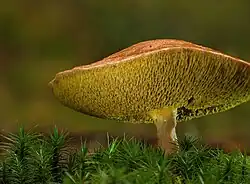 Suillus bovinus, Strukturformel von Bovichinon-4