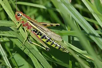Sumpfschrecke (Stethophyma grossum)