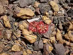 Drosera spatulata. Dharawal Nature Reserve, New South Wales, Australien