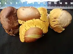 Swartzia langsdorffii (Arillus)